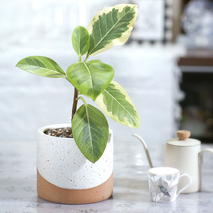 Jofamy ceramic pots for indoor plants neutral planter ceramic planter planters for indoor plants plant pots indoor pots for indoor plants indoor plant pots flower pots for indoor plants indoor planter white pots for indoor plants modern planter white pots for indoor plants white plant pots indoor pots for plants planter pots for indoor plants pots for plants indoor with drainage