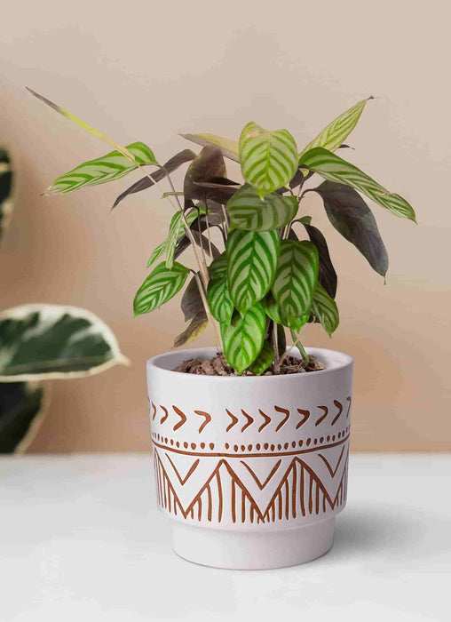 brown indoor plant pots 6 Inch Beige & Brown Ceramic Embossed Plant Pots, Set of 2 — Jofamy