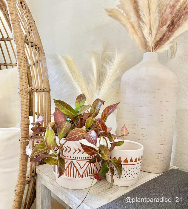 plant pot with plants decorate the living place