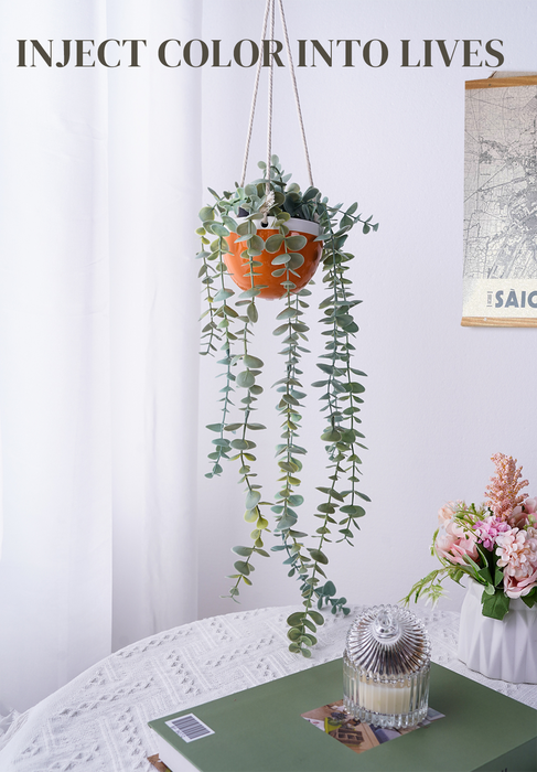 Decorative String of Pearls Plant  Hanging plants indoor, Hanging