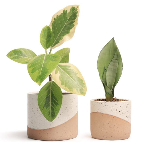 planting indoor plants in ceramic pots JOFAMY Ceramic Plant Pots, 2 Set Flower Pots 5.5/4.5 Inch with Drainage, Double Color Glazed Speckled White & Terracotta Bottom Ceramic Planter Idea for Plant Lovers — Jofamy