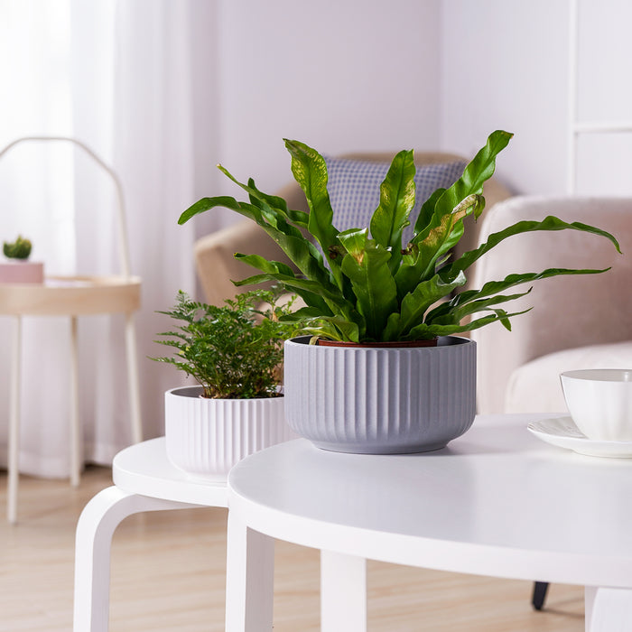 white plastic indoor plant pots JOFAMY 3 Set Rippled Plastic Planter Pots for Succulents, 4/5/6 Inch Plant Pot, 3 Colors Plastic Flower Pots with Drainage Holes, Modern Concise Indoor Plant Pot for Most Houseplants, Succulents, Aloe, Pothos — Jofamy