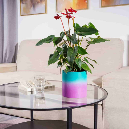 https://jofamy.com/cdn/shop/products/jofamy-purple-gradient-color-ceramic-planter-pots-for-small-indoor-plants-flowers-2_512x512.jpg?v=1658479267